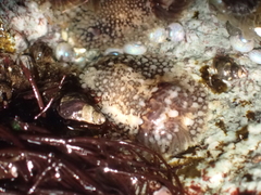 Onchidoris bilamellata