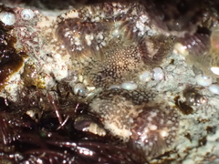 Onchidoris bilamellata