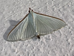 Diaphania costata