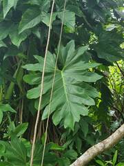 Philodendron lacerum