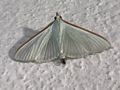 Diaphania costata