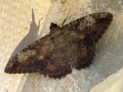 Feigeria claricostata