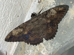 Feigeria claricostata