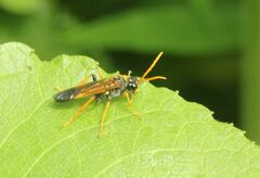 Tenthredo campestris