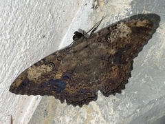 Feigeria claricostata