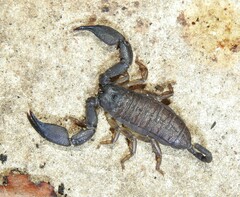 Hormurus