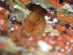 Boltenia villosa