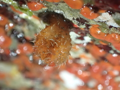 Boltenia villosa