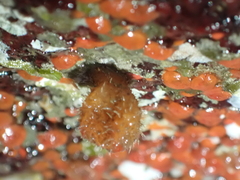 Metandrocarpa taylori