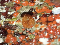 Metandrocarpa taylori