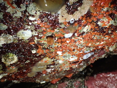 Metandrocarpa taylori