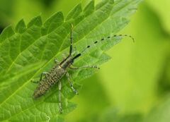 Agapanthia villosoviridescens