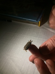 Ryssonotus nebulosus
