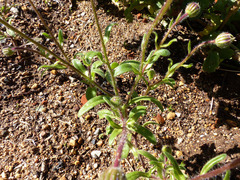 Felicia heterophylla