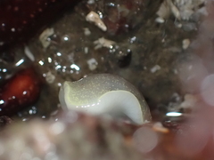 Acanthodoris nanaimoensis
