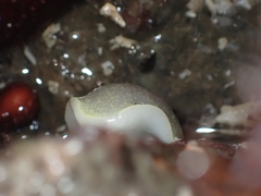 Acanthodoris nanaimoensis