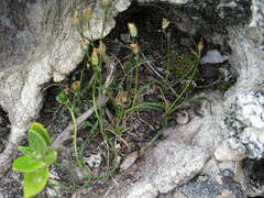 Ornithogalum schlechterianum