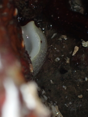 Acanthodoris nanaimoensis