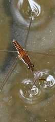 Limnometra