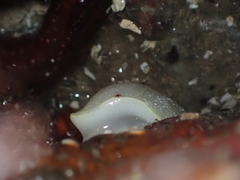 Acanthodoris nanaimoensis
