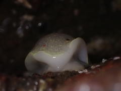 Acanthodoris nanaimoensis
