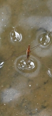 Limnometra