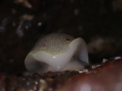 Acanthodoris nanaimoensis