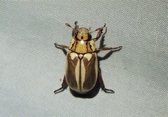 Anoplognathus abnormis