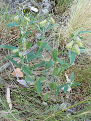 Crotalaria mitchellii