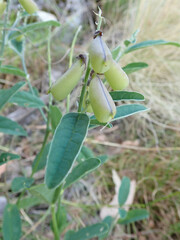 Crotalaria mitchellii