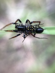 Habronestes hunti
