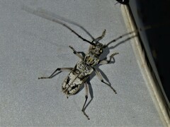 Phacodes mirabilis