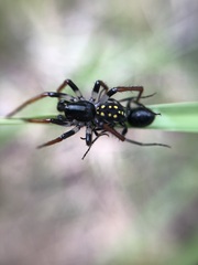 Habronestes hunti