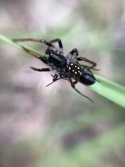 Habronestes hunti