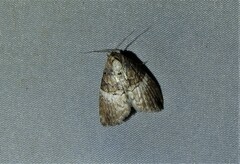 Acatapaustus mesoleuca