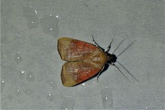 Maurilia