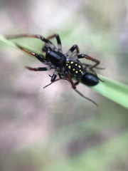 Habronestes hunti