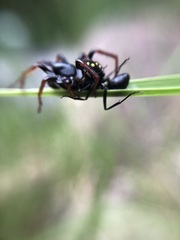 Habronestes hunti