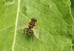 Parhelophilus