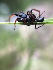 Habronestes hunti
