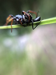 Habronestes hunti