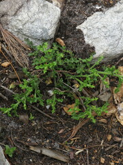 Senecio pubigerus