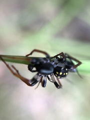 Habronestes hunti