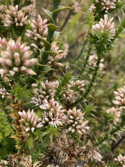 Sprengelia incarnata