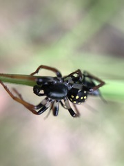 Habronestes hunti