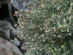 Phylica buxifolia