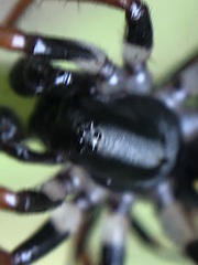 Habronestes hunti