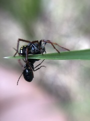 Habronestes hunti