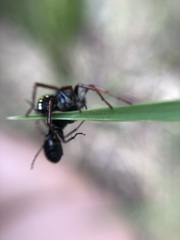 Habronestes hunti