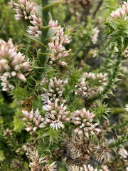 Sprengelia incarnata